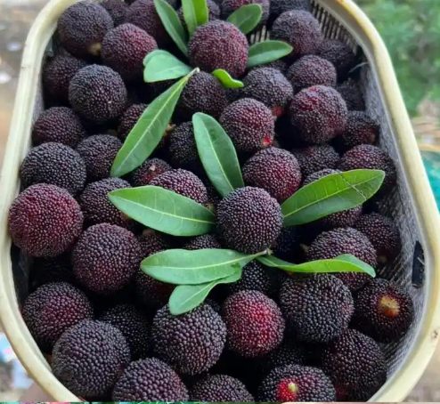 無(wú)錫100平楊梅保鮮庫(kù)造價(jià)多少?_上海開冉制冷