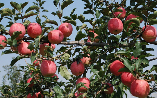 2000噸蘋(píng)果冷藏庫(kù)建設(shè)