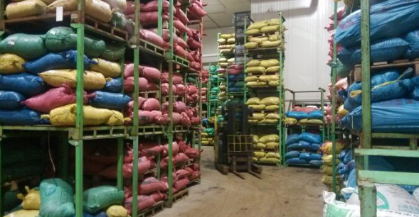 100噸板栗冷藏庫(kù)庫(kù)內(nèi)景