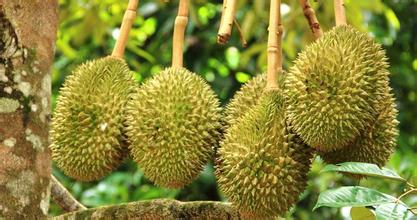 建一個(gè)200噸的榴蓮冷庫(kù)多少錢，榴蓮保鮮庫(kù)耗電量kw/h